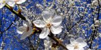 På billedet ses et close-up af en masse smukke, hvide blomster - i baggrunden fornemmes den blå himmel