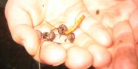 Spirer - krible krable i små hænder